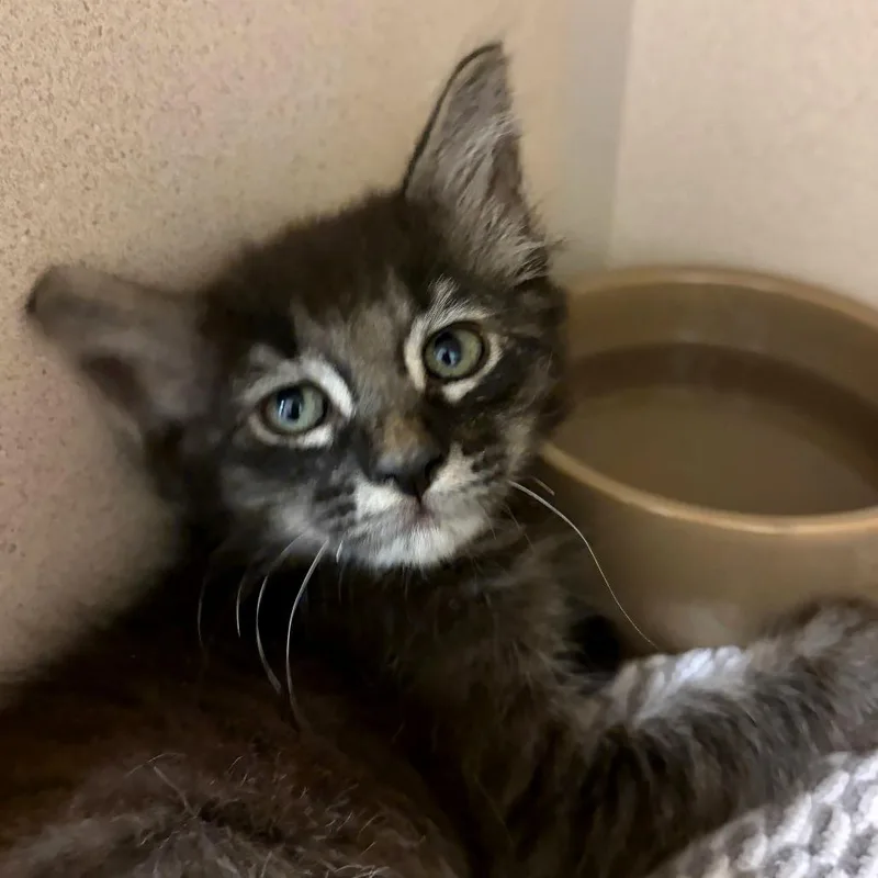 A baby small-sized male Smoke Domestic Medium Hair cat named Pippen for adoption in Redwood City, CA