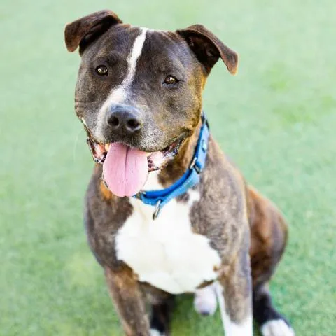 An adult large-sized male Pit Bull Terrier dog named Luma for adoption in Camarillo, CA