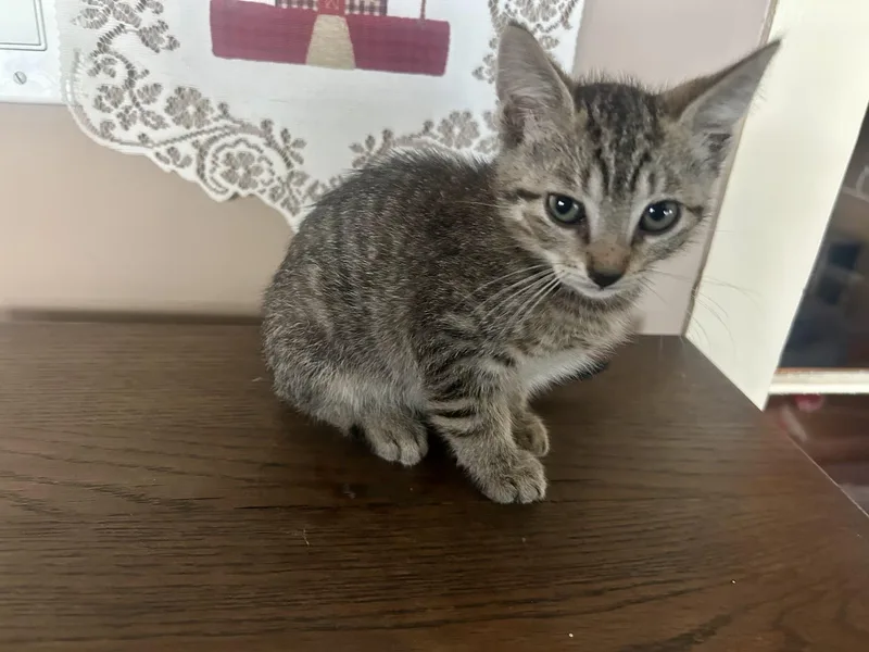 A baby small-sized male Domestic Short Hair cat named Coriander for adoption in South Pasadena, CA