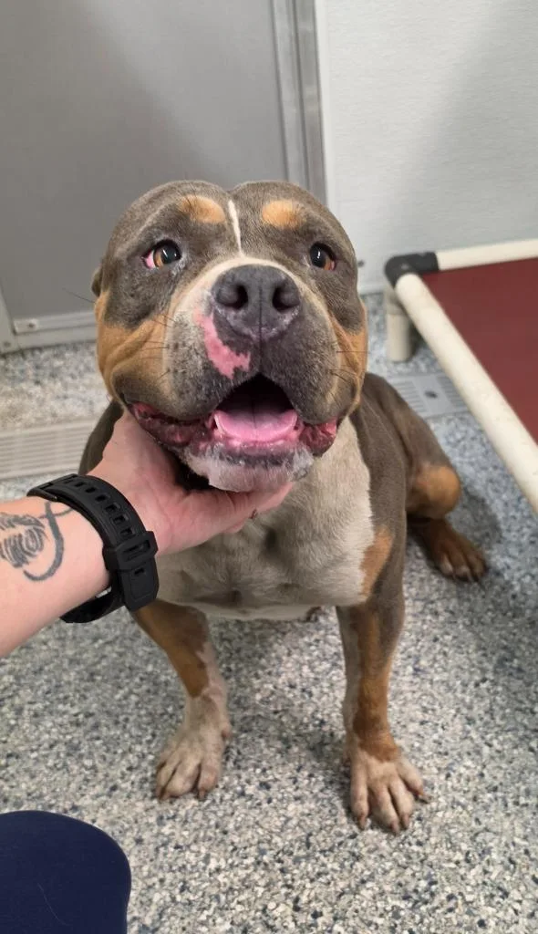 A young large-sized female Terrier dog named Puddin' for adoption in Athens, TN