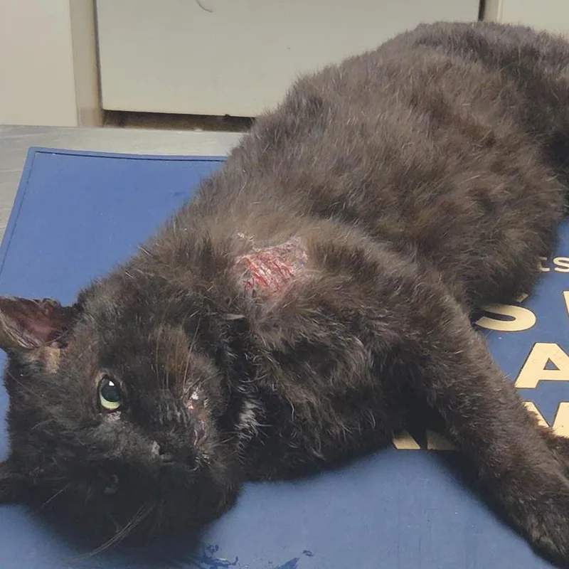 An adult small-sized male Domestic Short Hair cat named Cain for adoption in Brooklyn, NY