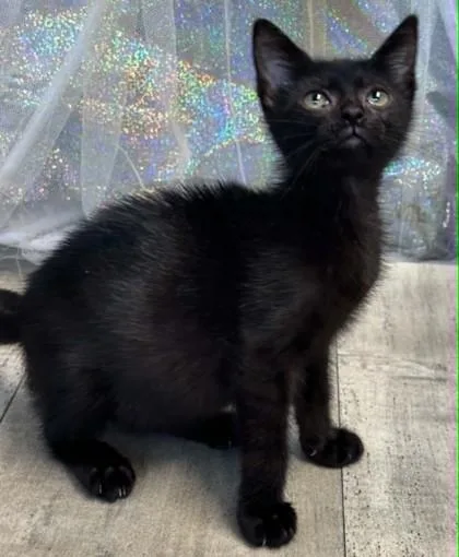 An adult small-sized female Domestic Short Hair cat named Bubbles for adoption in Shreveport, LA