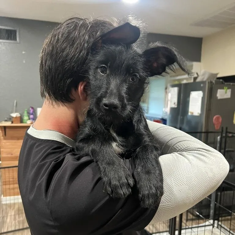 A baby medium-sized male Black Miniature Schnauzer dog named Blue Curacao Schnapps for adoption in San Antonio, TX