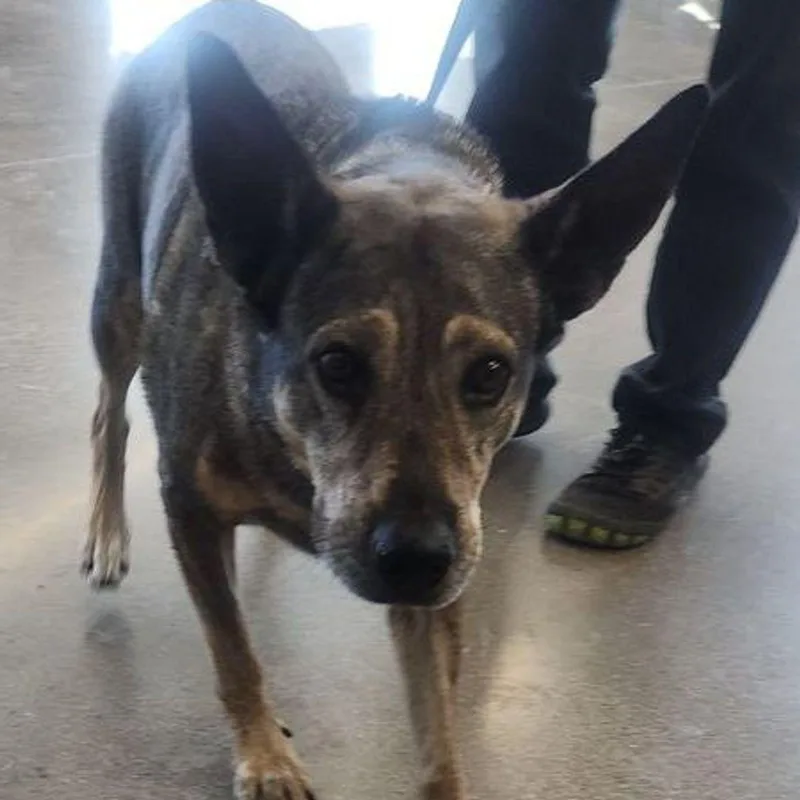 An adult medium-sized female Sable Shepherd dog named Princella for adoption in Kingman, AZ