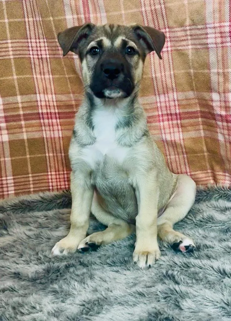 A baby large-sized female Husky dog named Guindilla for adoption in Phoenix, AZ