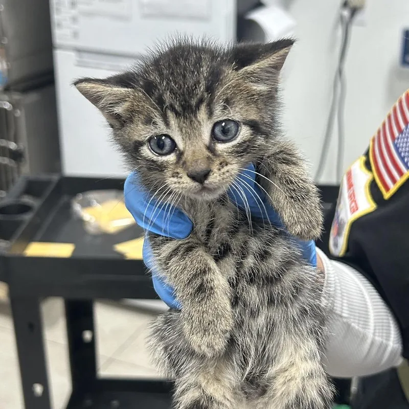 A baby small-sized female Domestic Medium Hair cat named Danni for adoption in Newark, NJ