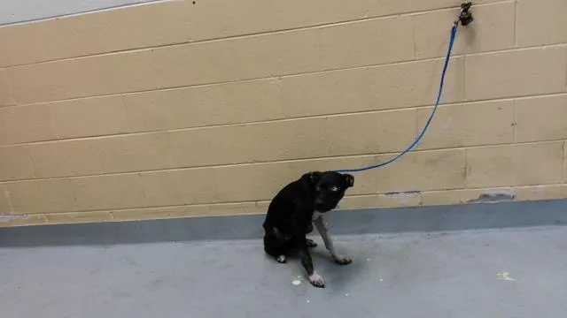 A young large-sized male Pit Bull Terrier dog named Person for adoption in Tulsa, OK