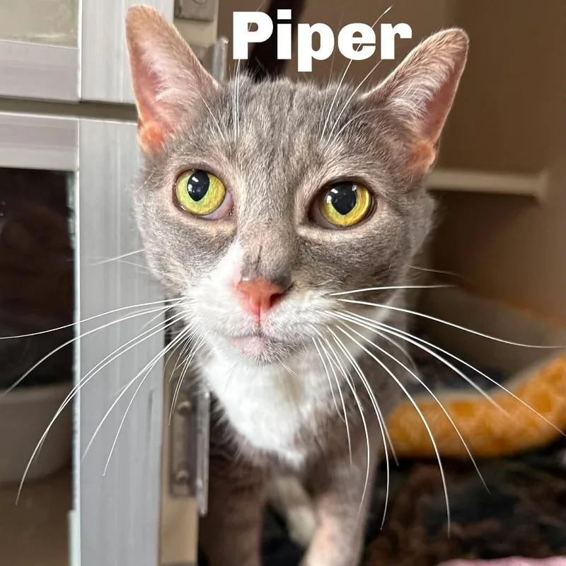 Piper