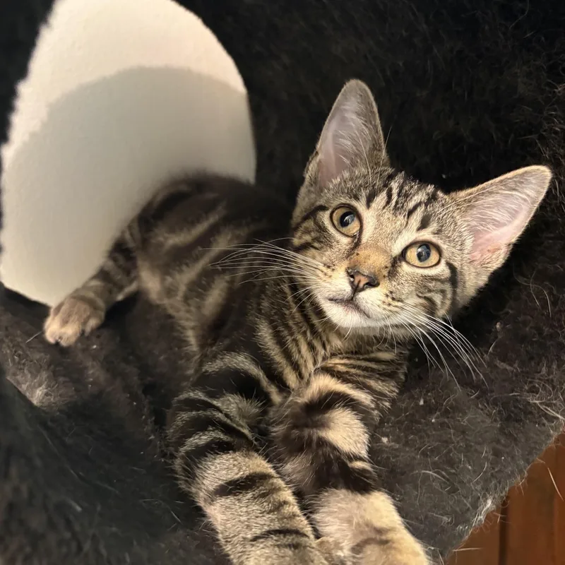 A baby medium-sized male Tabby (Gray / Blue / Silver) Tabby cat named Beans for adoption in Oberlin, OH