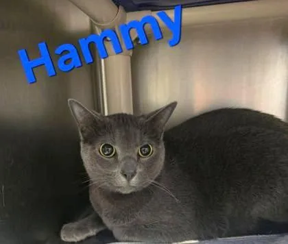 An adult medium-sized female Gray / Blue / Silver Domestic Short Hair cat named Hammy for adoption in Sullivan, IN