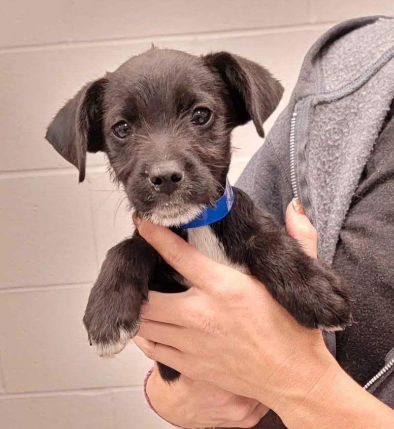 A baby large-sized male Mixed Breed dog named North Dakota for adoption in Chillicothe, OH