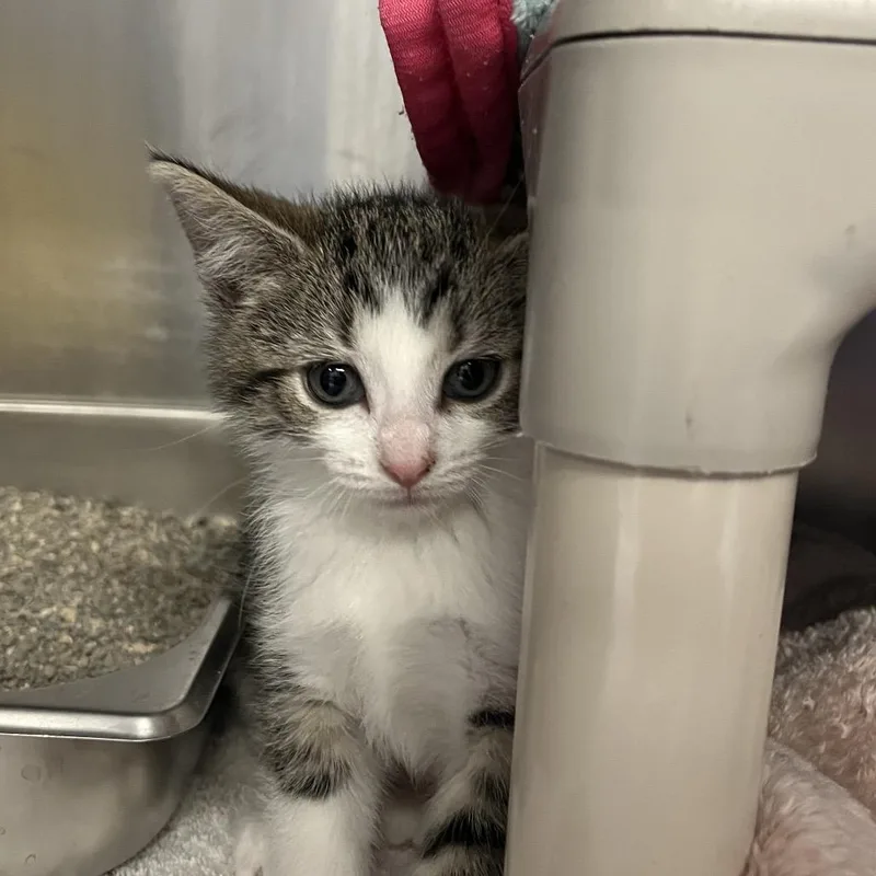 A baby small-sized female Brown / Chocolate Domestic Short Hair cat named Maraca for adoption in Mentor, OH