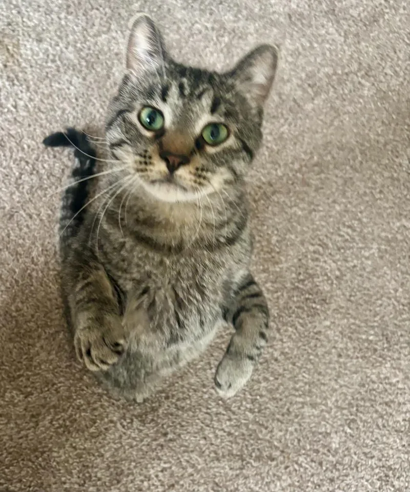 A young medium-sized male Domestic Short Hair cat named Caliente for adoption in Minneapolis, MN