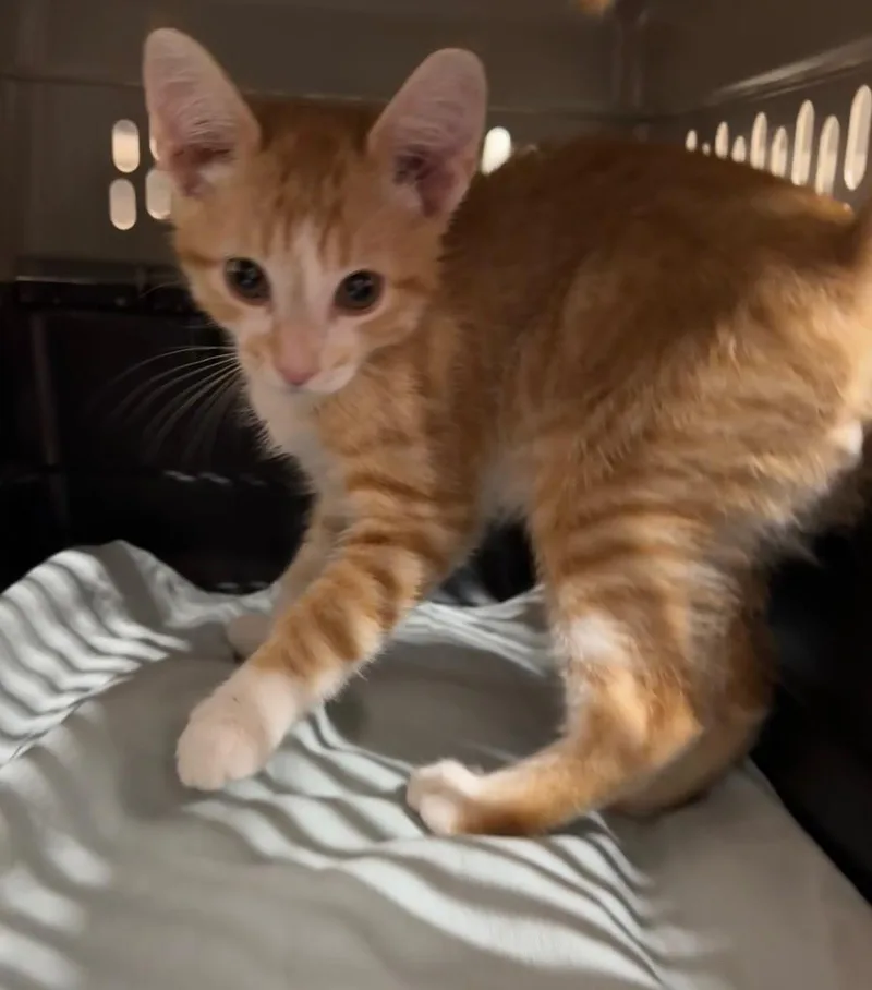 A baby medium-sized male Domestic Short Hair cat named Picodon for adoption in Fort Lupton, CO