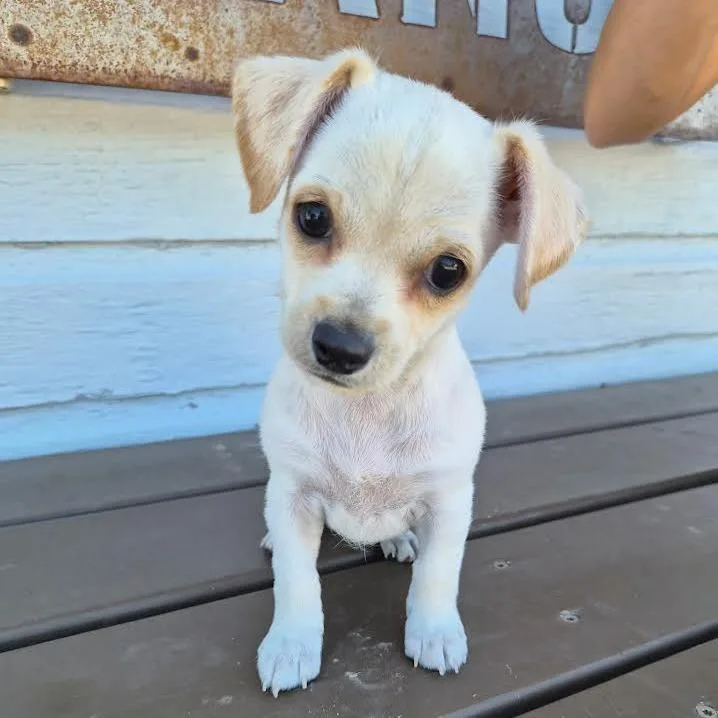 A baby small-sized male White / Cream Terrier dog named Chip for adoption in Prescott, AZ