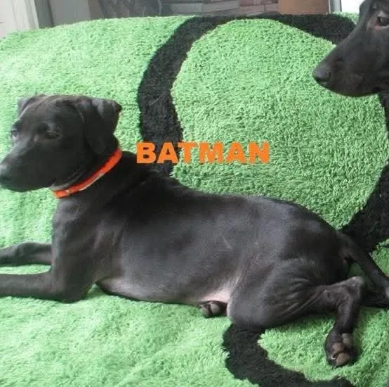 A baby small-sized male Pit Bull Terrier dog named Batman for adoption in Rochester, NY