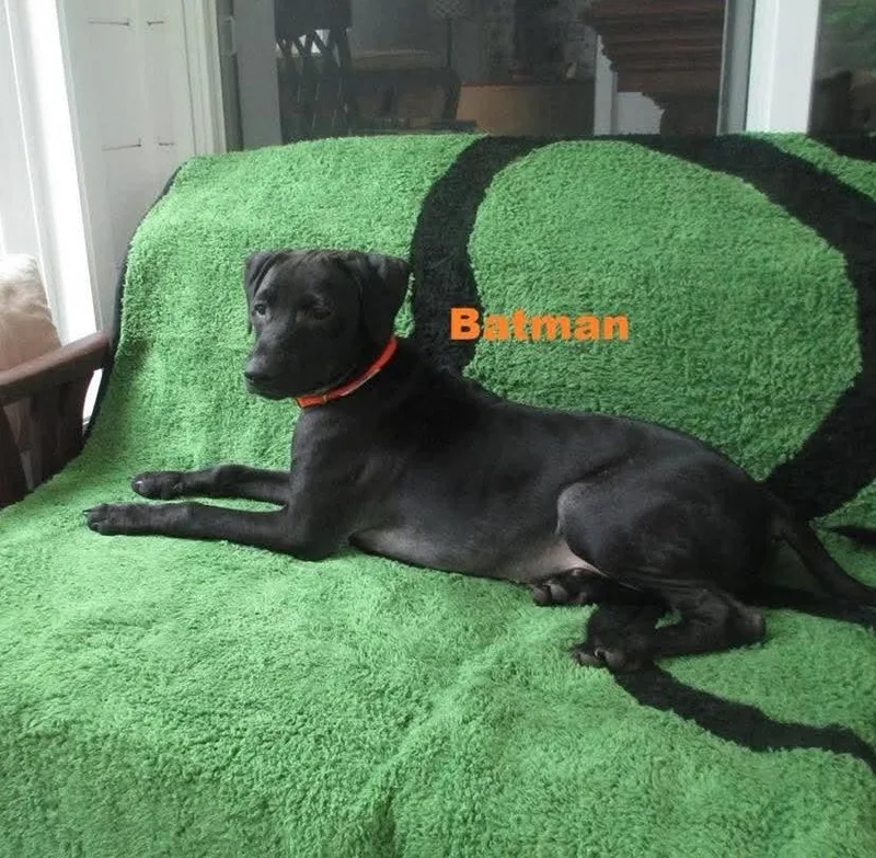 Batman thumbnail 2
