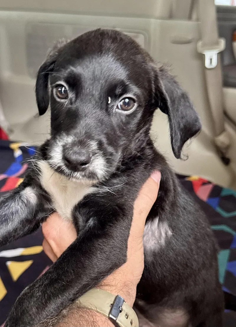 A baby small-sized male Terrier dog named Pastelito for adoption in Lake Hopatcong, NJ