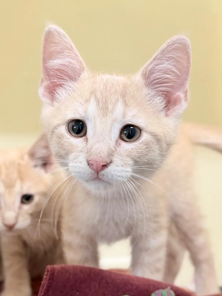 A baby medium-sized male Domestic Short Hair cat named Ketchup for adoption in Menomonie, WI