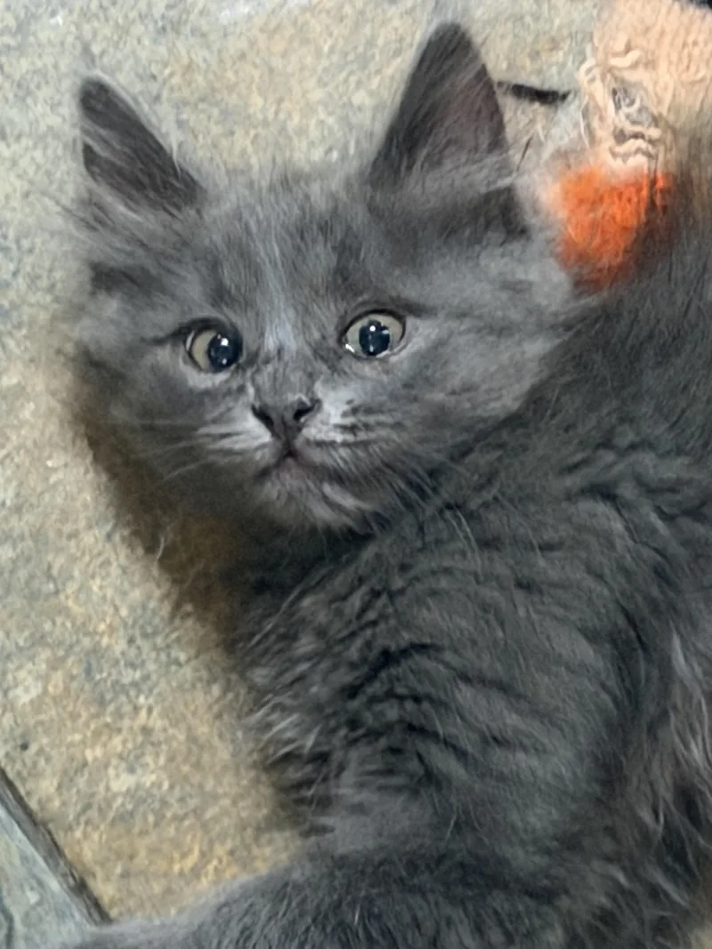 A baby small-sized male Gray / Blue / Silver Russian Blue cat named Huck for adoption in Sherman Oaks, CA