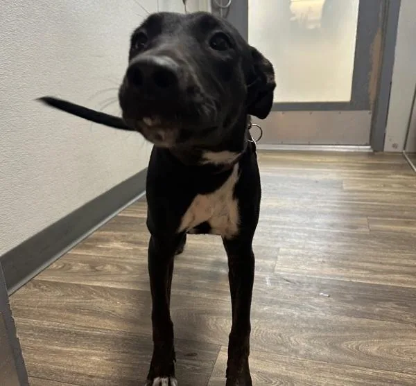 A young medium-sized female Labrador Retriever dog named Treat! for adoption in San Diego, CA