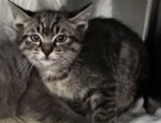 A baby small-sized female Domestic Short Hair cat named Kiwi for adoption in Los Angeles, CA
