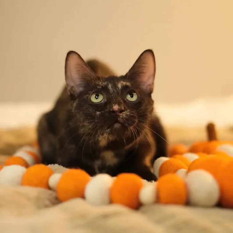 A young medium-sized female Tortoiseshell cat named Agate for adoption in Miami, FL
