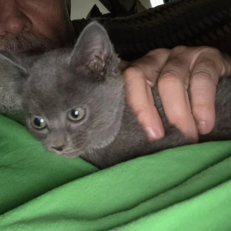 A baby small-sized female Russian Blue cat named Jill for adoption in mount vernon, AR