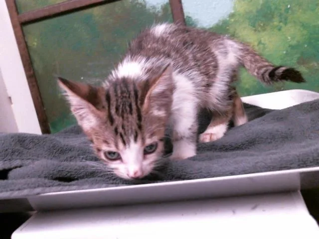 A baby small-sized female Domestic Short Hair cat named Konan for adoption in Houston, TX