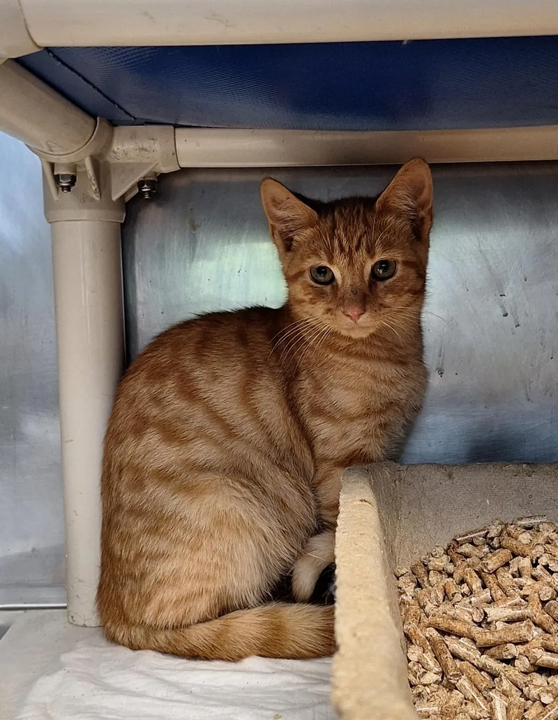 A baby medium-sized male Tabby (Orange / Red) Domestic Short Hair cat named Crimson & Clover for adoption in Stanton, KY