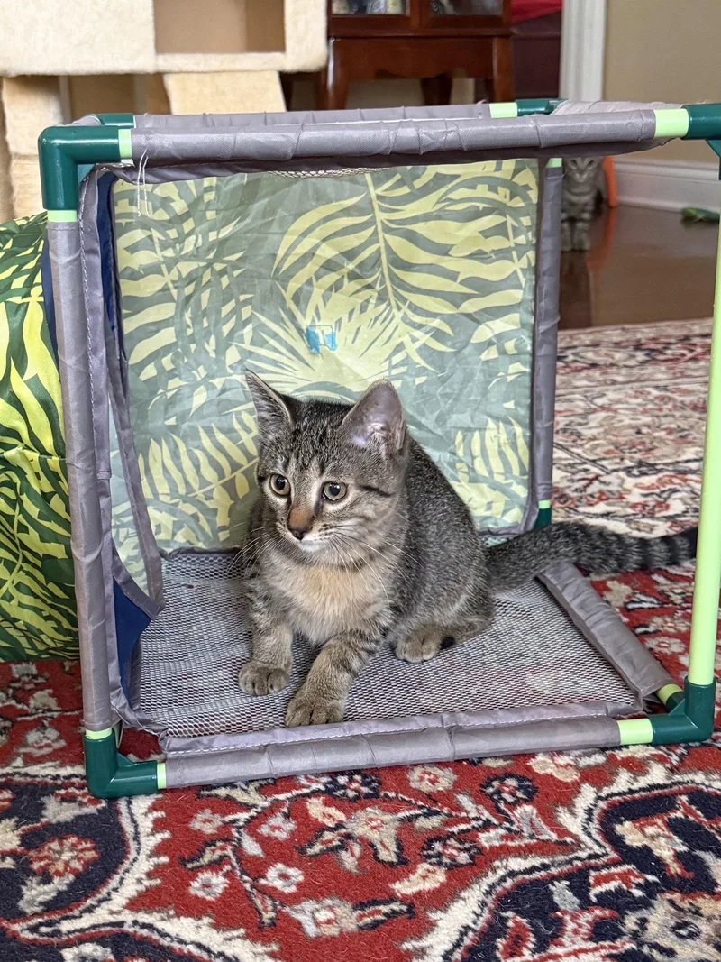 A baby medium-sized female Domestic Short Hair cat named Louisana for adoption in Wesley Chapel, FL