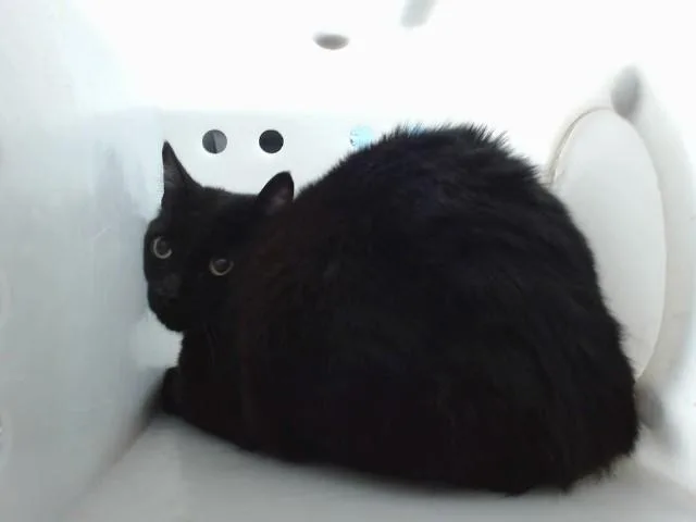 An adult medium-sized male Domestic Short Hair cat named Meice for adoption in Albuquerque, NM