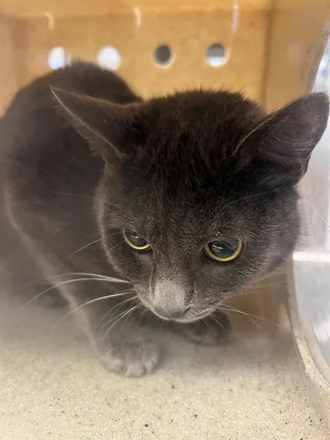 A young medium-sized male Domestic Short Hair cat named Ponch for adoption in Downey, CA