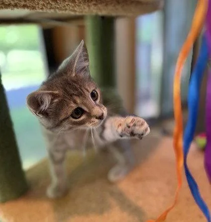 A young small-sized female Gray / Blue / Silver Domestic Short Hair cat named Pomni for adoption in Midland, VA