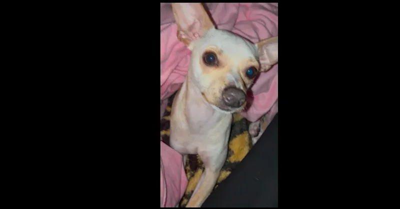 A young small-sized male White / Cream Chihuahua dog named Parker for adoption in Dallas, TX