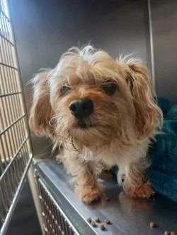 An adult small-sized male Terrier dog named Chili for adoption in Grand Forks, ND