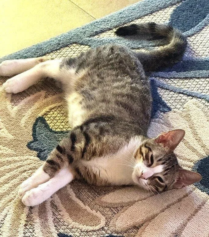 Bobby  Boy  thumbnail 2