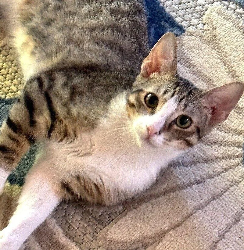 Bobby  Boy  thumbnail 3