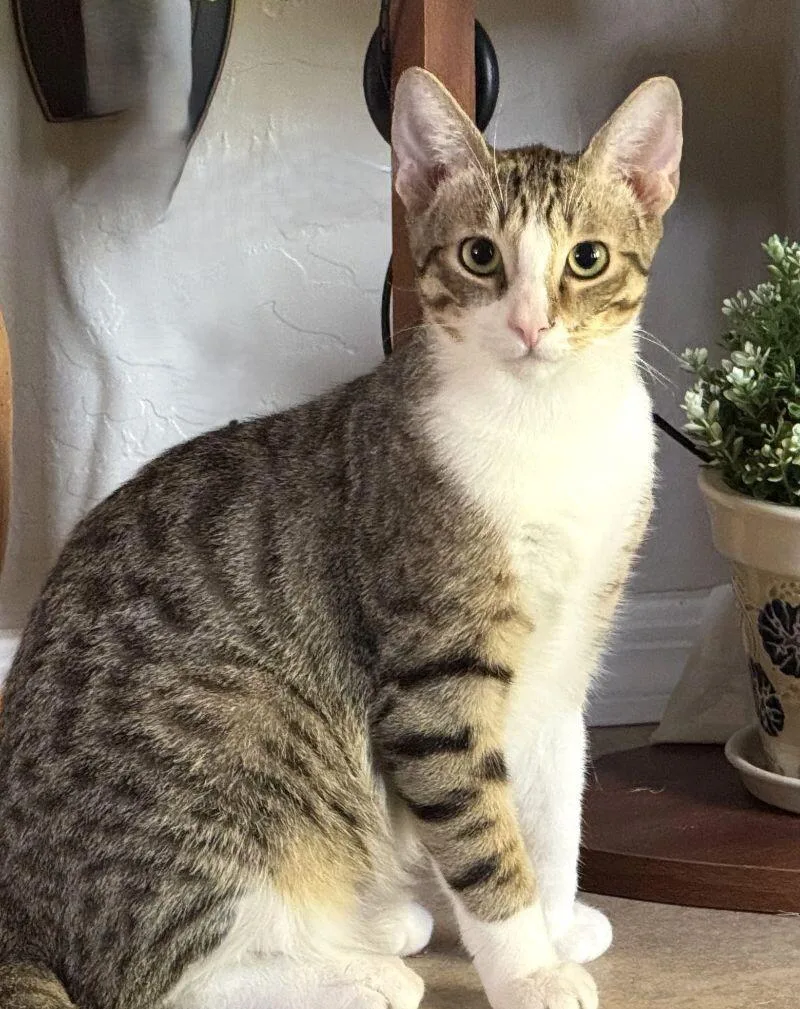 Bobby  Boy  thumbnail 4