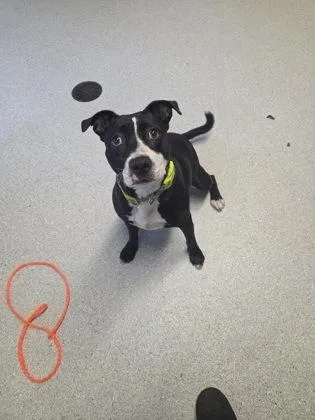 An adult medium-sized female Pit Bull Terrier dog named Narnia for adoption in Roseburg, OR
