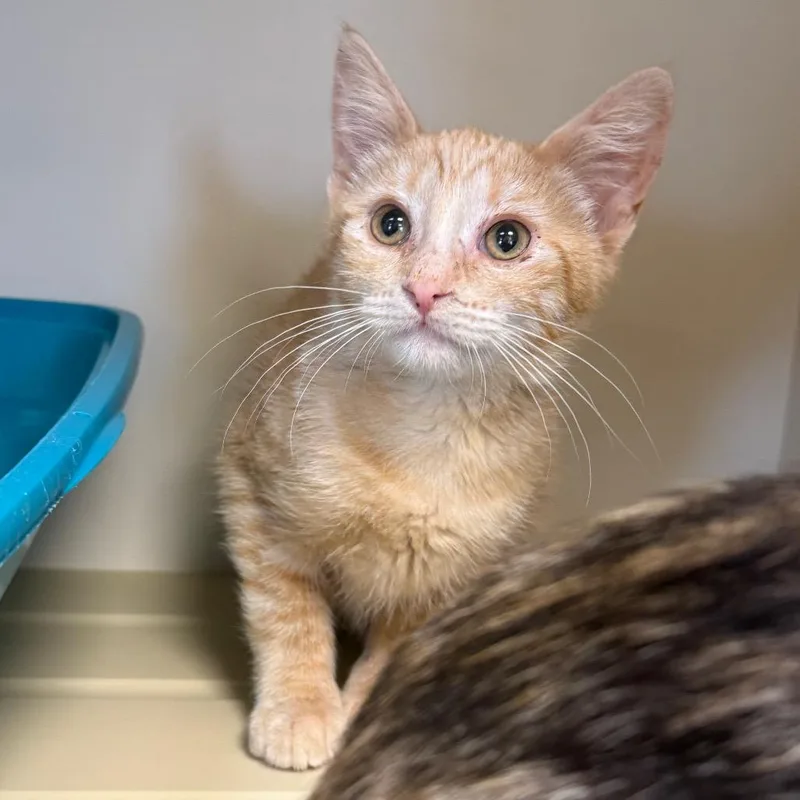 A baby medium-sized female Orange / Red Domestic Short Hair cat named Sookie for adoption in Cody, WY