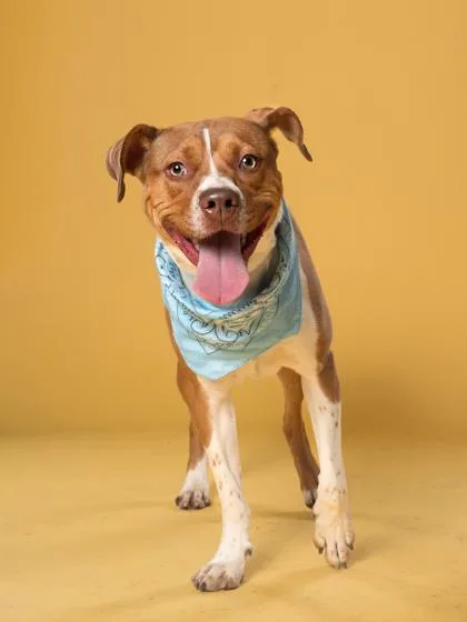 An adult medium-sized male Mixed Breed dog named Misha Collins for adoption in Atlanta, GA