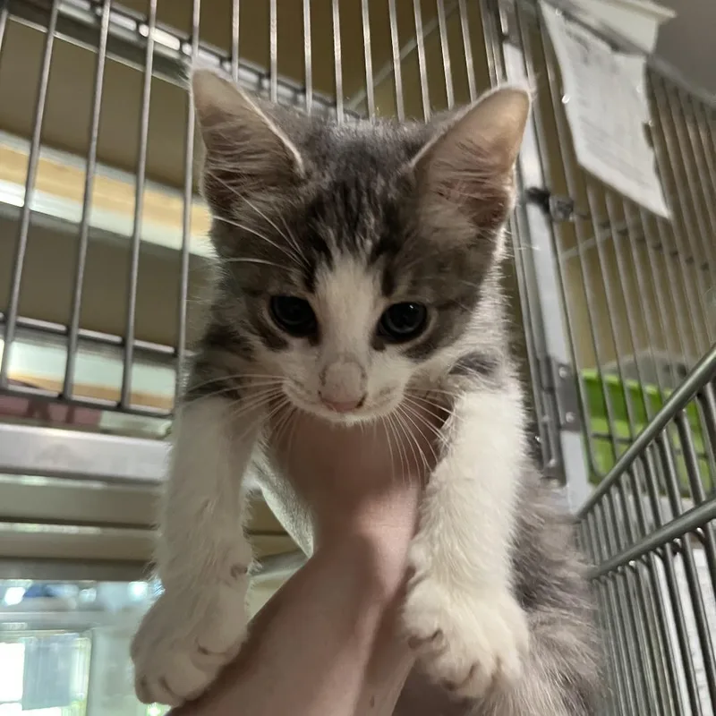 A baby small-sized male Black Domestic Short Hair cat named Sincere for adoption in Leander, TX