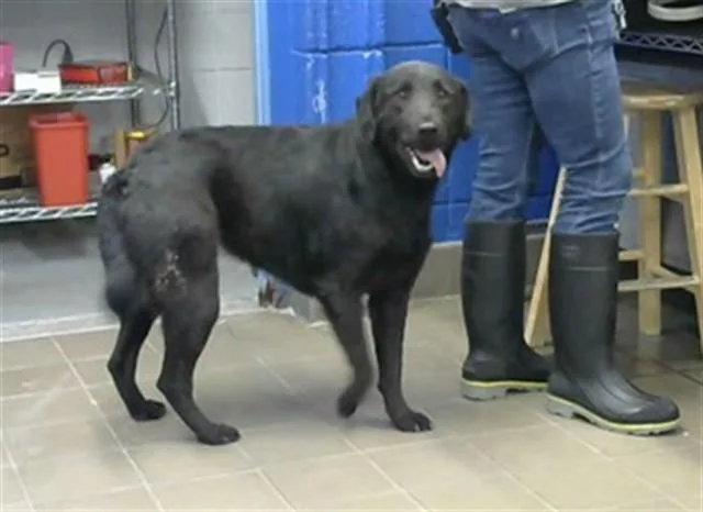 An adult medium-sized female Labrador Retriever dog named Naomi for adoption in Albuquerque, NM