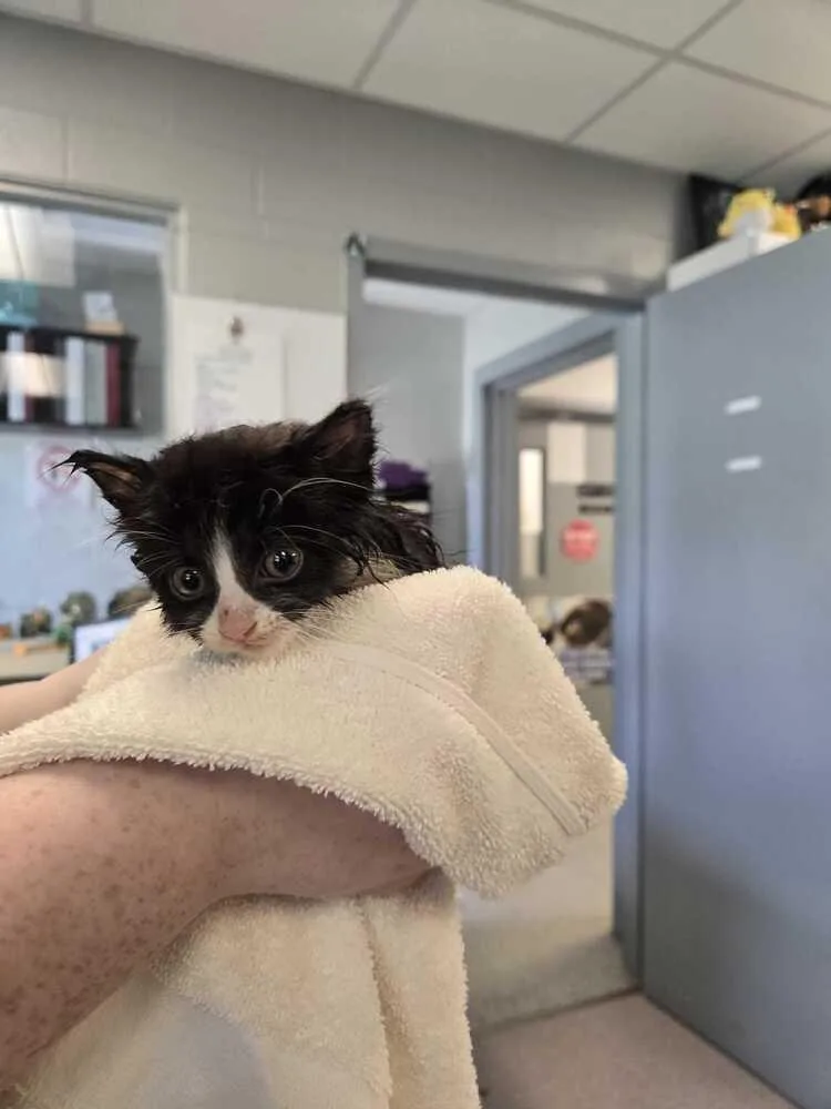 A baby small-sized female Black & White / Tuxedo Domestic Medium Hair cat named Kim from Accounting for adoption in Bowling Green, OH