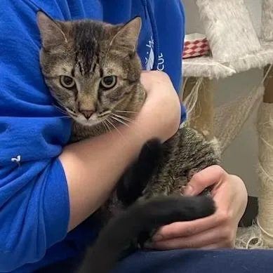 Bob The Bobcat thumbnail 2