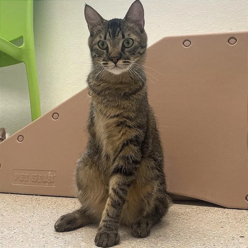 Bob The Bobcat thumbnail 3