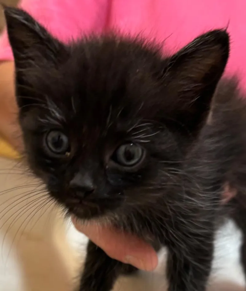 A baby small-sized male Domestic Long Hair cat named Chesney for adoption in Elizabethton, TN