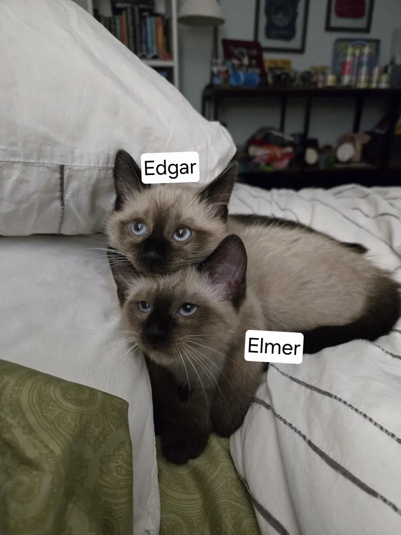 Edgar thumbnail 4