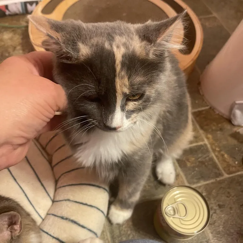 A baby small-sized female Domestic Medium Hair cat named Aurora for adoption in Durham, NC